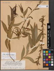 Foto von Salix babylonica L. x Salix fragilis L.